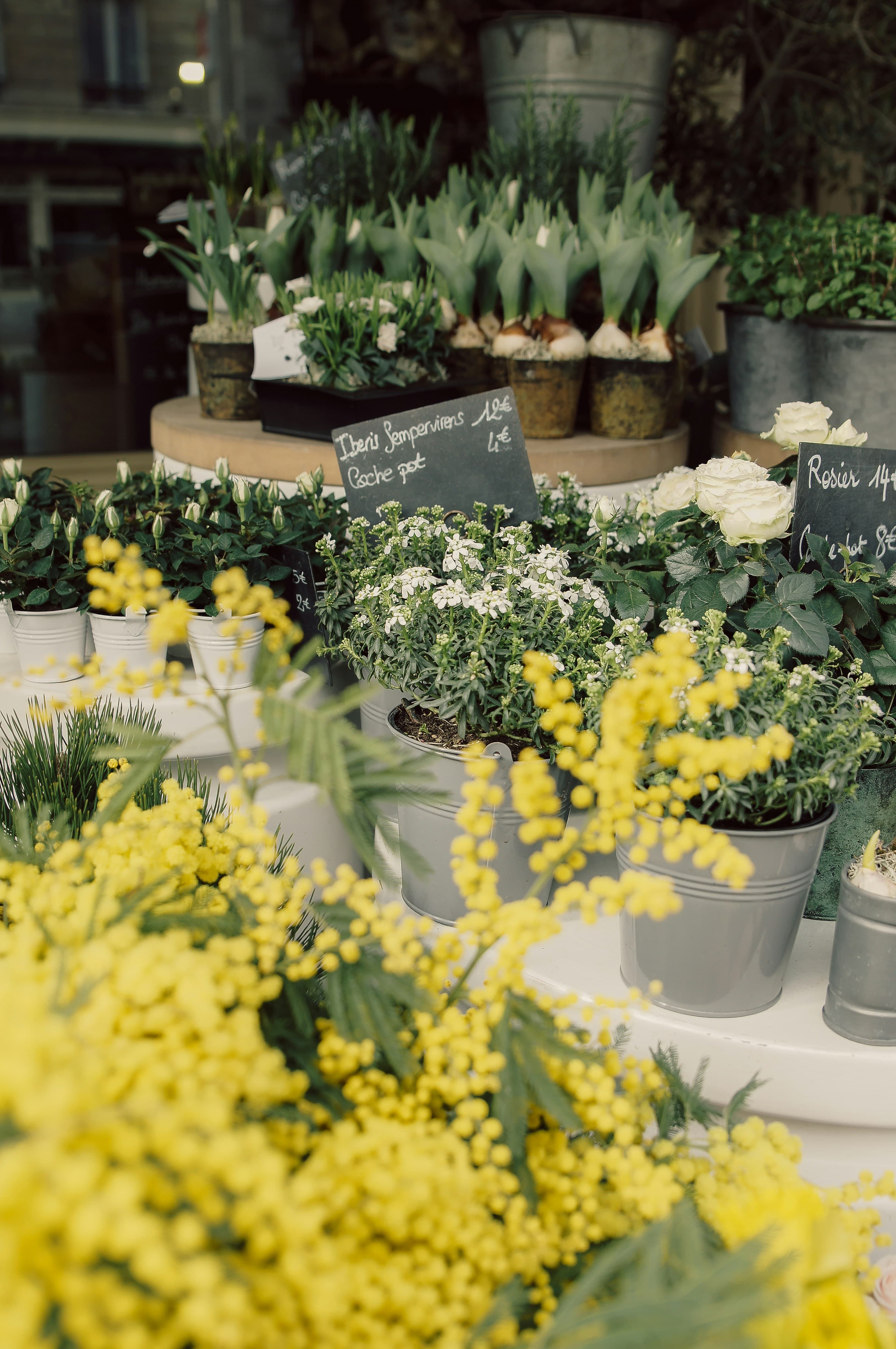 Une assurance fleuriste pour protéger votre activité florissante